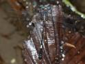 Epigomphus subobtusus (Common Knobtail).jpg